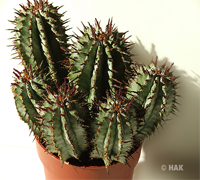 euphorbia_horrida