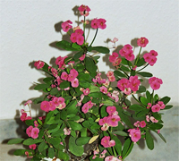 euphorbia_milii