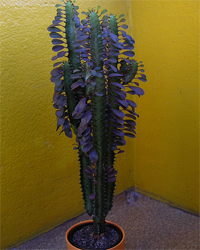 euphorbia_trigona