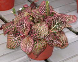 /fittonia_verschaffeltii