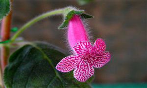 kohleria_rongo kohleria_rongo