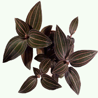 ludisia-discolor ludisia-discolor
