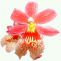 oncidium oncidium