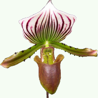 paphiopedilum