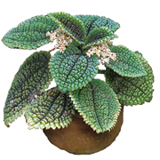 pilea pilea