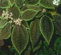 pilea_crassifolia