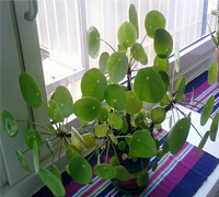 pilea_peperomioides