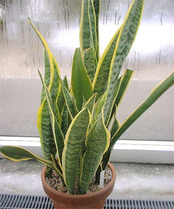 sansevieria