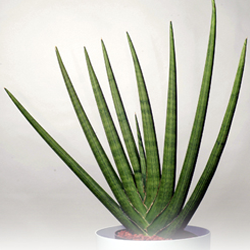 sansevieria_cylindrica