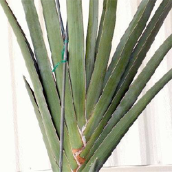 sansevieria_robusta