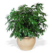 schefflera