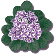 violeta violeta