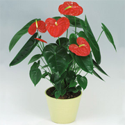 anthurium_andreanum