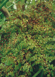 begonia-foliosa