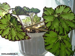 begonia