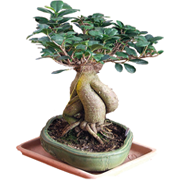 ficus