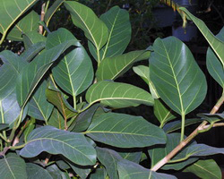 ficus_altissima ficus_altissima