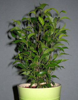 ficus_benjamina