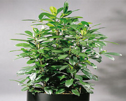 ficus_cyathistipula