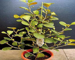 ficus_deltoidea