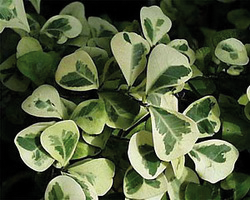 ficus_leprieurii ficus_leprieurii