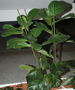 ficus_lyrata ficus_lyrata