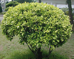 ficus_microcarpa ficus_microcarpa