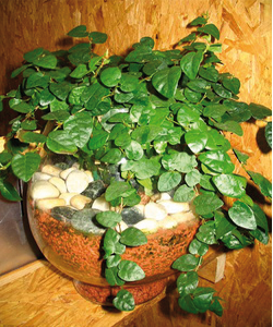ficus_pumila ficus_pumila