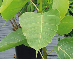 ficus_religiosa ficus_religiosa