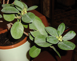 ficus_rubiginosa ficus_rubiginosa