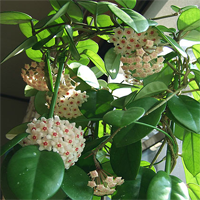 hoya_carnosa