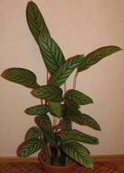 maranta