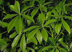 schefflera1