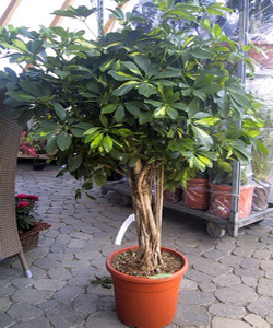 schefflera_arboricola