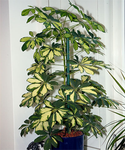 schefflera_arboricola