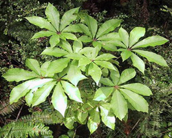 schefflera_digitata