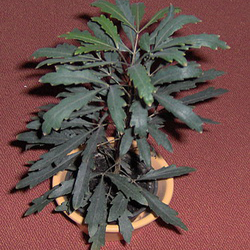 schefflera_elegantissima